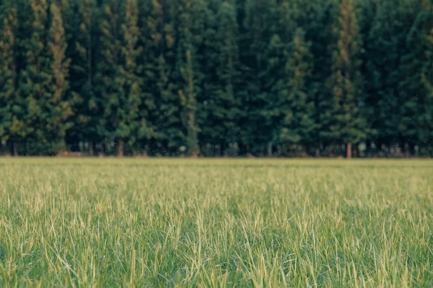 메타세쿼이아 길 탐방 필수 가이드