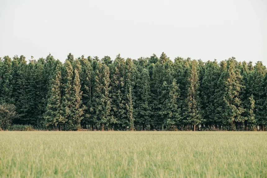 Metasequoia