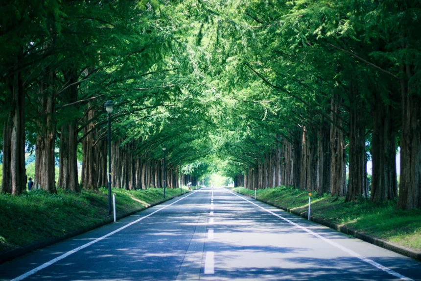 Metasequoia